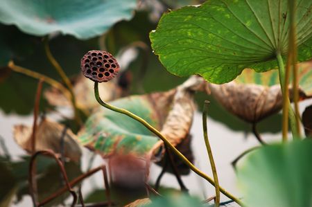 Lotus の写真素材
