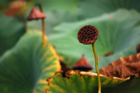 Lotus の写真素材