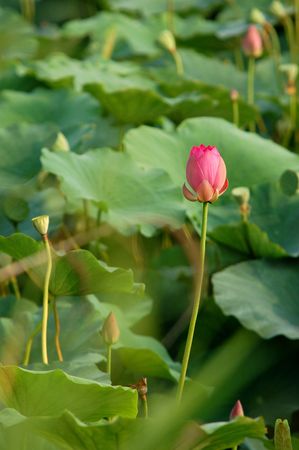 Lotus の写真素材