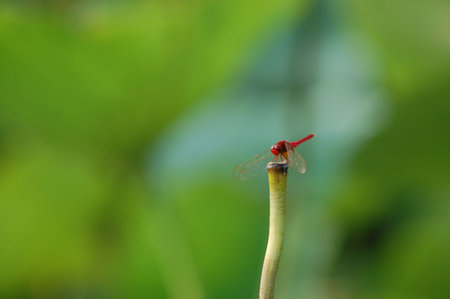 Dragonflyの写真素材