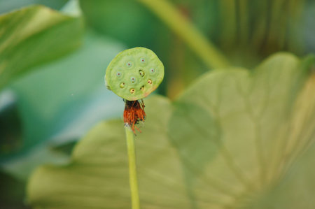 Lotusの写真素材