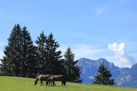 Unleashed horses grazing in Bavarian Alps の写真素材