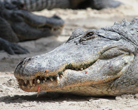 American Alligator at The Everglades National Park, Florida の写真素材