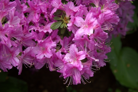 Spring blossom in New Yorkの写真素材