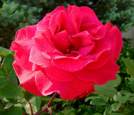 Beautiful red roseの写真素材