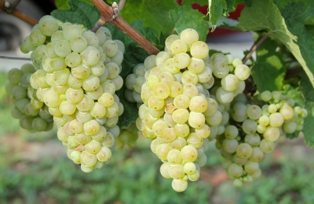 Gruner Veltliner grape ready for harvestの写真素材