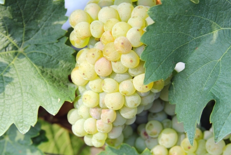 Gruner Veltliner grape ready for harvestの写真素材