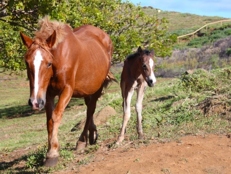 Wild horses at the Easter Islandの写真素材