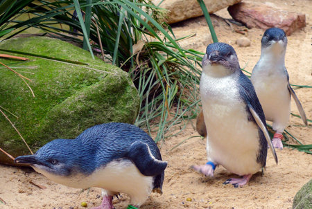 Cute Australian little penguinsの写真素材