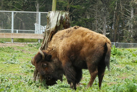 American bison 
