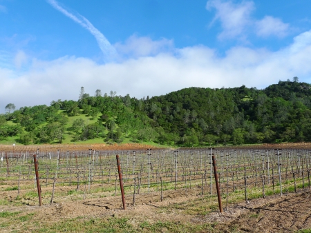 Rows of vine in spring season in Napa Valley, Californiaの写真素材