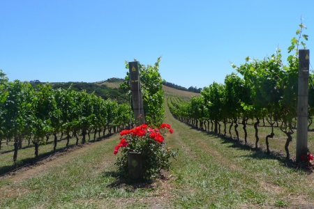 Rows of grapes in a vineyard in New Zealandの写真素材
