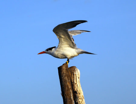 Caspian Tern in Belize