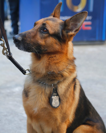 NEW YORK - JANUARY 30    NYPD transit bureau K-9 German Shepherd providing security on Broadway during Super Bowl XLVIII week in Manhattan on January 30, 2014 のeditorial素材