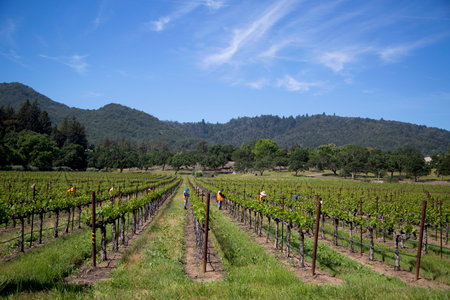 NAPA VALLEY, CA - APRIL 16  Workers pruning wine grapes in vineyard on April 16, 2014 in Napa Valley  のeditorial素材
