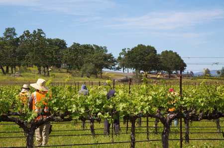 NAPA VALLEY, CA - APRIL 16  Workers pruning wine grapes in vineyard on April 16, 2014 in Napa Valley  のeditorial素材