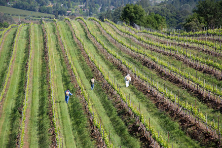 NAPA VALLEY, CA - APRIL 15  Workers pruning wine grapes in vineyard on April 15, 2014 in Napa Valley のeditorial素材
