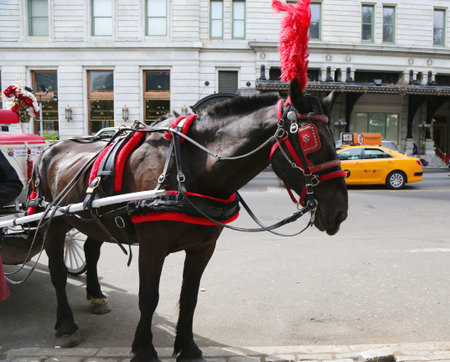 NEW YORK - SEPTEMBER 8: Horse Carriage near Central Park on 59th Street on September 8, 2014 in Manhattan. Horse-Drawn Carriages are a wonderful way to experience the beauty of the Parkのeditorial素材