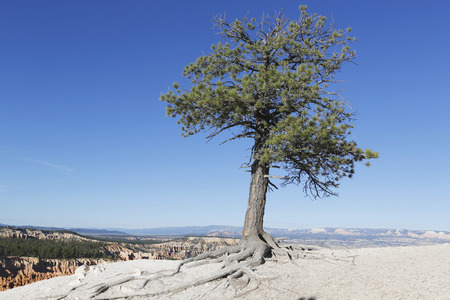 Tree in Bryce Canyon National Park, Utahの写真素材