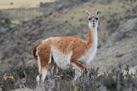 Guanaco in Chilean Patagoniaの写真素材