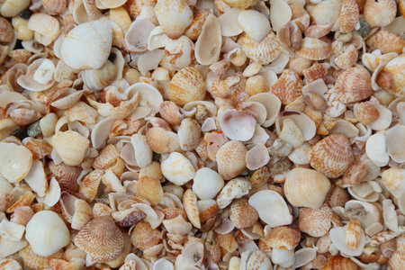 Sea shells background