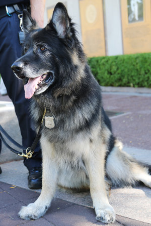 NEW YORK - SEPTEMBER 7, 2015: Shiloh Shepherd K-9 providing security at National Tennis Center during US Open 2015 in New Yorkのeditorial素材