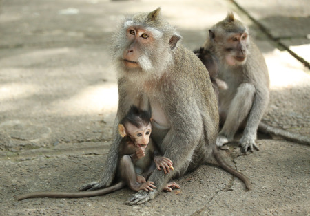 Monkey family in the Sacred Forest Sanctuary, Bali, Indonesiaの写真素材