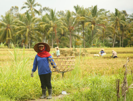 BALI, INDONESIA - FEBRUARY 2, 2016: A traditional scene of local Balinese workers manually working in the rice fields during harvest season near Ubud, Bali, Indonesiaのeditorial素材