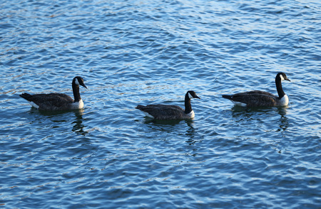 Three Canadian Geese swimming in a lakeの写真素材