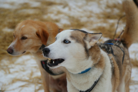 Alaskan husky at Musher Camp in Finnish Laplandの写真素材