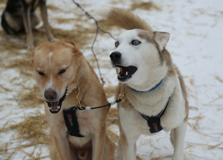 Alaskan husky at Musher Camp in Finnish Laplandの写真素材