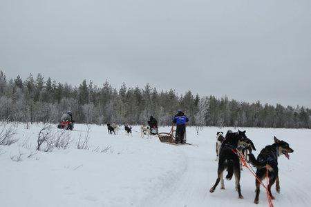 ROVANIEMI, FINLAND - FEBRUARY 19, 2017: Alaskan husky at Musher Camp in Finnish Lapland capital Rovaniemi. It is the capital of Lapland, in northern Finland and the "official" home town of Santa Clausのeditorial素材
