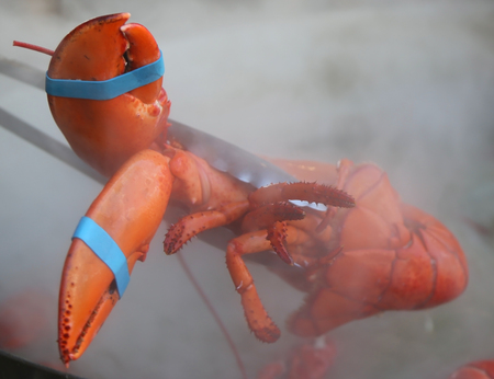 Boiled Maine lobsterの写真素材