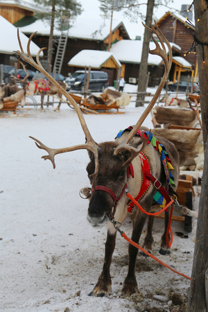 Reindeer in Finnish Laplandの写真素材