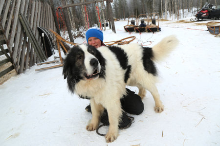 ROVANIEMI, FINLAND -FEBRUARY 19, 2017: Musher with dog at musher camp near Finnish Lapland capital Rovaniemi. It is the capital of Lapland in northern Finland and the official home town of Santa Clausのeditorial素材