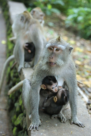 Monkey in the Sacred Forest Sanctuary, Bali, Indonesiaの写真素材