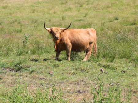 Highland cow grazing on pasture in Scotland. Highland cattle are a Scottish cattle breed