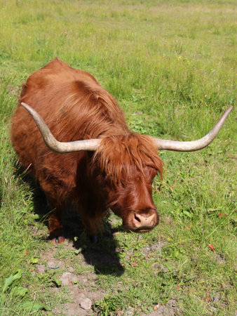 Highland cow grazing on pasture in Scotland. Highland cattle are a Scottish cattle breed