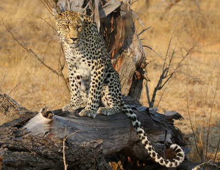 African leopard at Kruger National Parkの写真素材