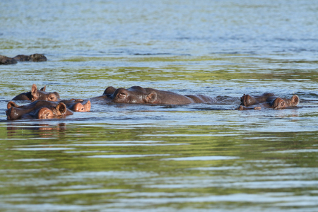 Hippo in Zambezi Riverの写真素材
