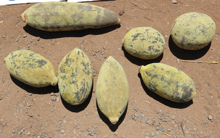 Baobab fruits. It is the only fruit in the world that dries naturally on the branchの写真素材