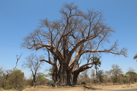 The Big Tree - is a large baobab of the species Adansonia digitata in Zimbabwe, close to the Victoria Falls.の写真素材