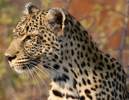 African leopard at Kruger National Parkの写真素材