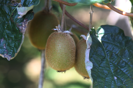 Kiwi fruit growing on vineの写真素材