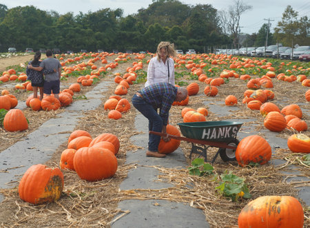 WATER MILL, NEW YORK - OCTOBER 1, 2019: Pumpkin picking at the Hank's Pumpkintown in Water Mill, NY.  It is a popular Pumpkin patch in Long Islandのeditorial素材