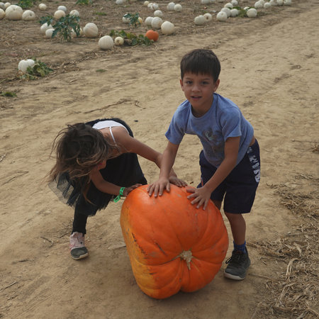 WATER MILL, NEW YORK - OCTOBER 1, 2019: Pumpkin picking at the Hank's Pumpkintown in Water Mill, NY.  It is a popular Pumpkin patch in Long Islandのeditorial素材