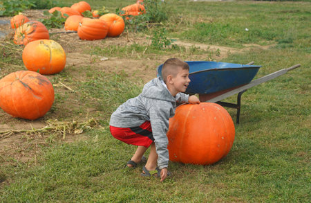 WATER MILL, NEW YORK - OCTOBER 1, 2019: Pumpkin picking at the Hank's Pumpkintown in Water Mill, NY.  It is a popular Pumpkin patch in Long Islandのeditorial素材