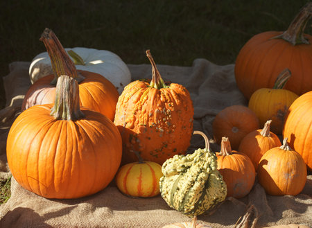Multicolored decorative pumpkins on autumn festival