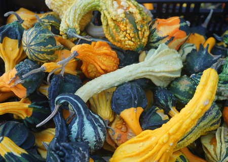Multicolored decorative gourds on autumn festival