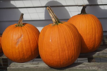 Orange pumpkins on a fieldの写真素材